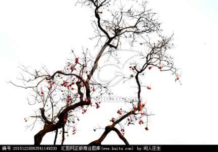 什么是落叶树 落叶树 落叶树是指什么?
