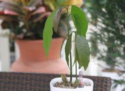 芒果树怎么种植 芒果树怎么种植 芒果树