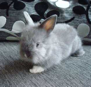 美种费斯垂耳兔 费斯垂耳兔产自哪里