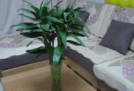 旺财风水植物 旺财风水植物 风水学说 家里养什么植物旺财