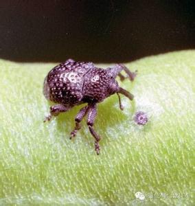 爱吃水果的虫子 爱吃这种肉体内竟长5米长虫子