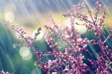 早安心语 早安心语：或许释怀，就注定了我的离开