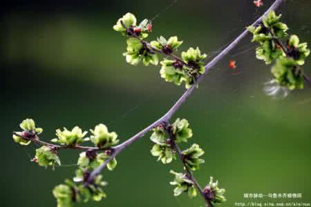 植物生命脉动 植物也存在“脉动”