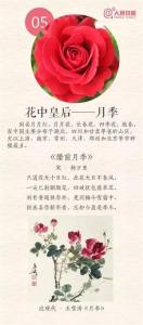 中国传统十大名花 中国传统十大名花诗画