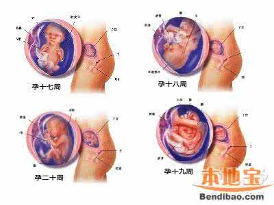 五个月胎儿彩超 怀孕五个月胎儿发育情况