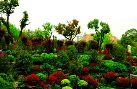 庭院植物四大风水禁忌 庭院植物四大风水禁忌 庭院植物风水禁忌 改善风水的植物