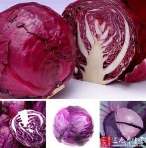 紫甘蓝的营养价值 紫甘蓝的营养价值 甘蓝的营养价值 吃甘蓝有什么好处？