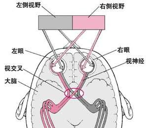 放射性疾病 放射性性腺疾病的治疗
