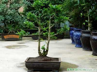 怎样促使黄杨老桩发芽 黄杨盆景促芽技术
