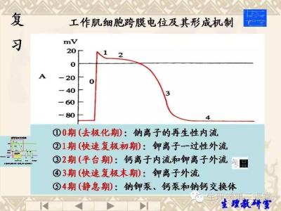 心肌细胞的生理特性 生理特性 天竺黄生理特性