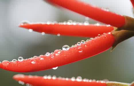 辣椒辣手洗醋后更严重 切辣椒易辣手？快涂肥皂水或醋