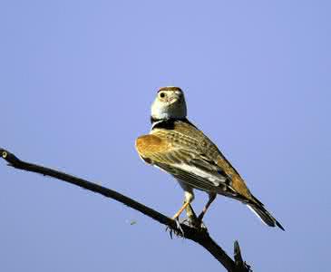 百灵鸟雏鸟多少钱一只 2014鸟百灵鸟价格多少 百灵鸟价格是多少