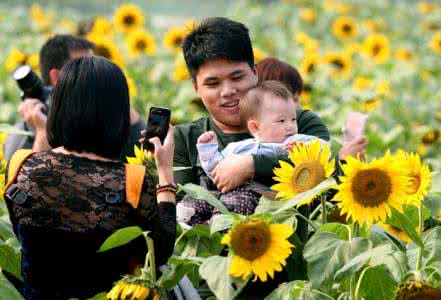 上林葵花节 2016上林葵花 中国·上林2016葵花文化旅游节