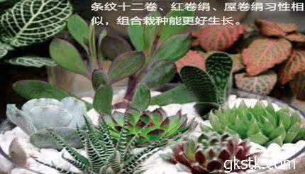 新手如何养多肉植物 新手养多肉经常会问哪些问题？你有没问过？