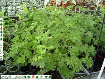 驱蚊香草的种植方法 驱蚊香草的养殖方法 驱蚊香草真的有用吗 怎么养殖