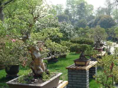 帝王血龙木是松柏吗 松是庭院木之王