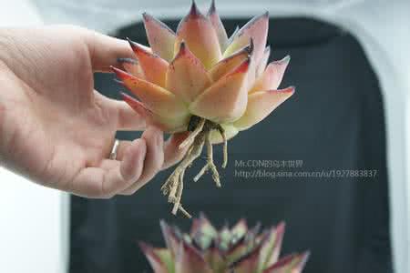 新种的兰花怎样养护 浅谈新买来的花如何养护