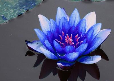 弘一法师开示 弘一法师:佛陀开示人生是苦的目的与真实义