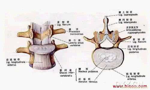 荨麻疹的有效治疗方法 腰椎间盘突出如何治 详细解析腰椎间盘突出的有效治疗方法