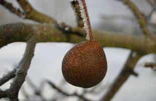 最好梨树苗 梨 梨,可不那么简单