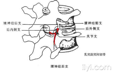 腰椎小关节紊乱 科普--腰椎小关节紊乱