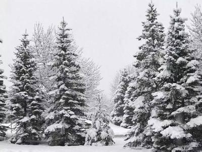 寒光智者 寒光智者 【咏雪 二】 满地寒光碎玉铺，冰崖竹翠显清孤。（2017第1期/总第171期）