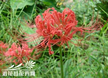 石蒜养殖 石蒜的养殖方法 【石蒜】石蒜的作用以及养植方法