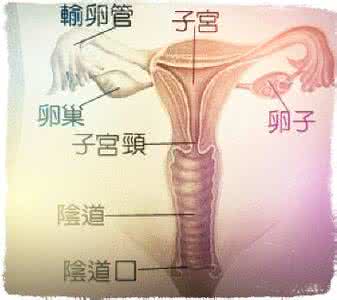 下眼睑穹窿处 阴道后穹窿处具体是什么部位