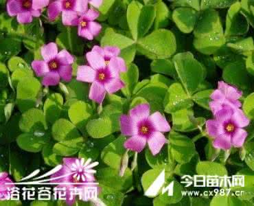 紫花酢浆草球茎 酢浆草球根 【球根球茎】酢浆草深入介绍