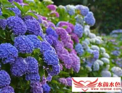 绣球花的养殖方法 绣球花 绣球花的养殖方法和注意事项