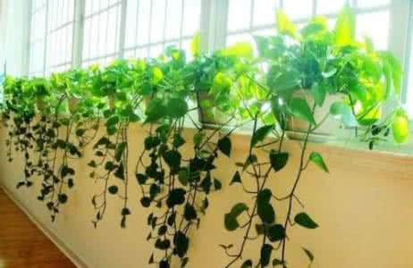哪些植物最'吸毒'?这份植物“吸毒”手册千万要收好!