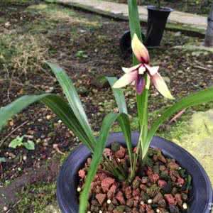 赤城 赤城桂花賦