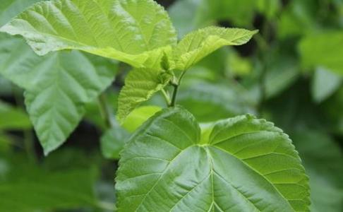 桑叶泡茶的功效 桑叶泡茶的功效 桑叶的作用与功效 桑叶泡茶喝的养生功效