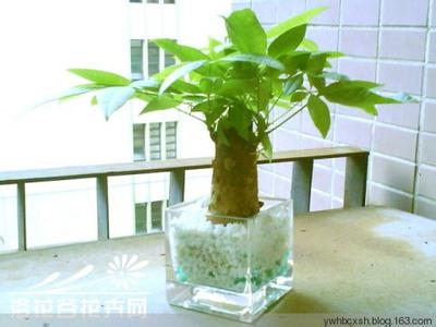 发财树摆放位置 发财树摆放那个位置最好?应该注意啥?