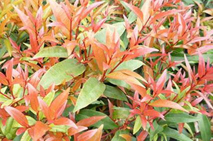 红鳞蒲桃 红枝蒲桃养殖方法及养护技巧