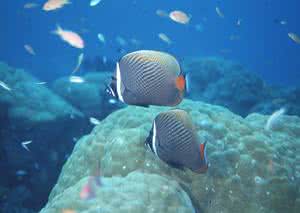海洋生物 海洋生物发声