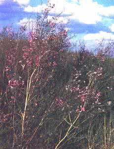 塔落岩黄芪ppt 塔落岩黄芪
