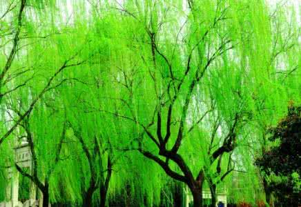 新添声杨柳枝词二首 词曲  杨柳枝三首·赏 柳