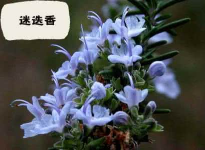 植物神经紊乱西医治疗 晕动病 古人做蒙汗药的植物,中医、西医现在都用,能治疗帕金森和晕动病
