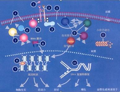 瑞戈非尼 肝癌 肝癌靶向治疗 肝癌二线靶向治疗——瑞戈非尼