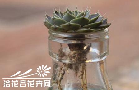 多肉植物可以水培吗 多肉植物种植知识之水培（图）