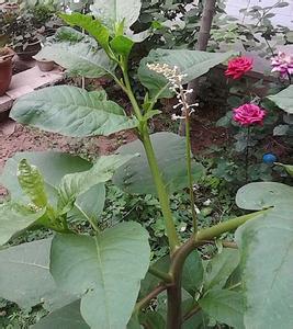 多年生草本植物有哪些 多年生草本植物 常见的室内多年生草本植物有哪些