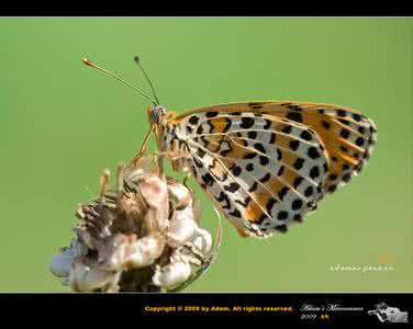 幻紫斑蛱蝶 斑网蛱蝶(图)