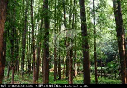 中国的四大国粹是什么 中国的四大国粹_树林7030_四大国粹