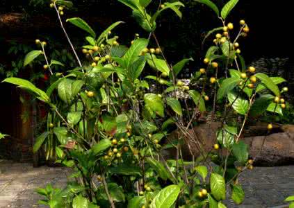 金花茶的种植方法 金花茶种植 金花茶种植方法