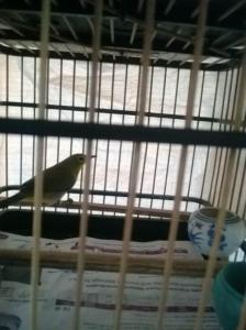 绣眼鸟人工繁殖视频 绣眼鸟人工繁殖视频 绣眼鸟能人工繁殖吗？