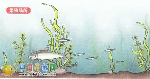 水草 钓鲫鱼 技巧 钓点选择技巧：选钓点不离水草(图文)