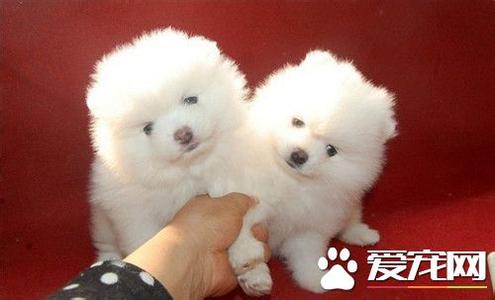 博美犬的名字怎样取 博美犬的缺点