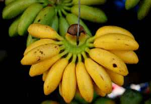 白香蕉葡萄的抗寒性 什么香蕉品种抗寒？