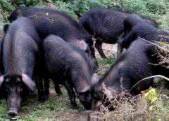 定远城区地图 定远猪